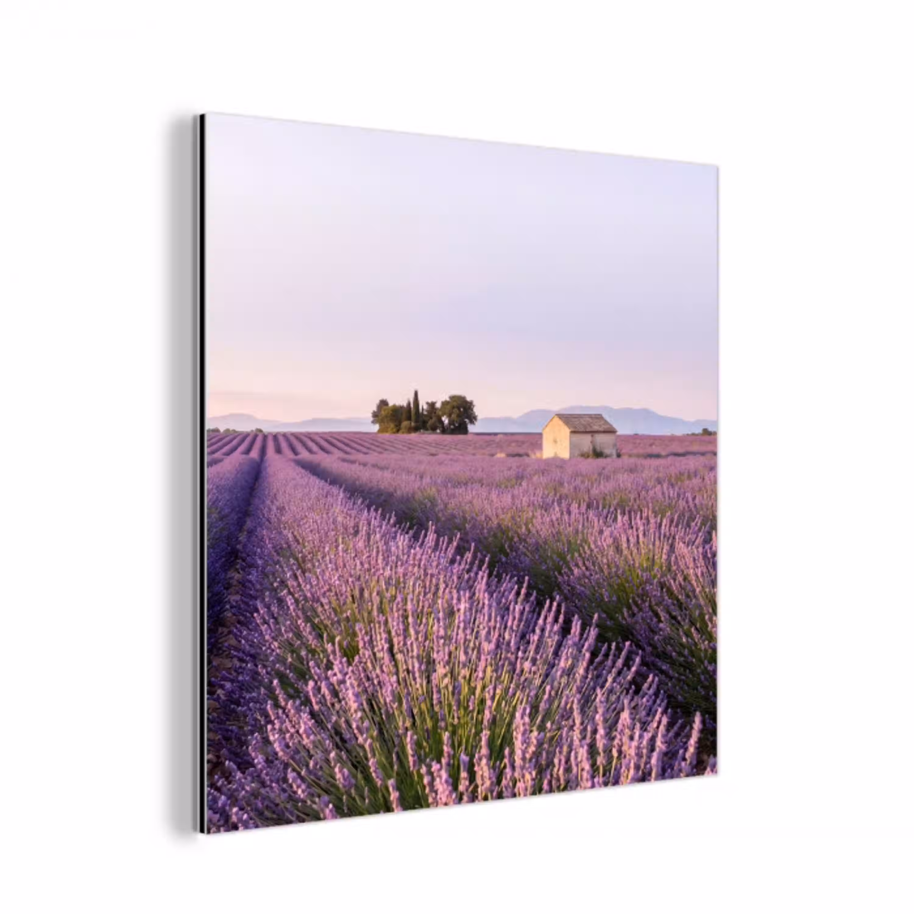 Lavendel - Landschap - Sereen - Paars aluminium wit klein -3d