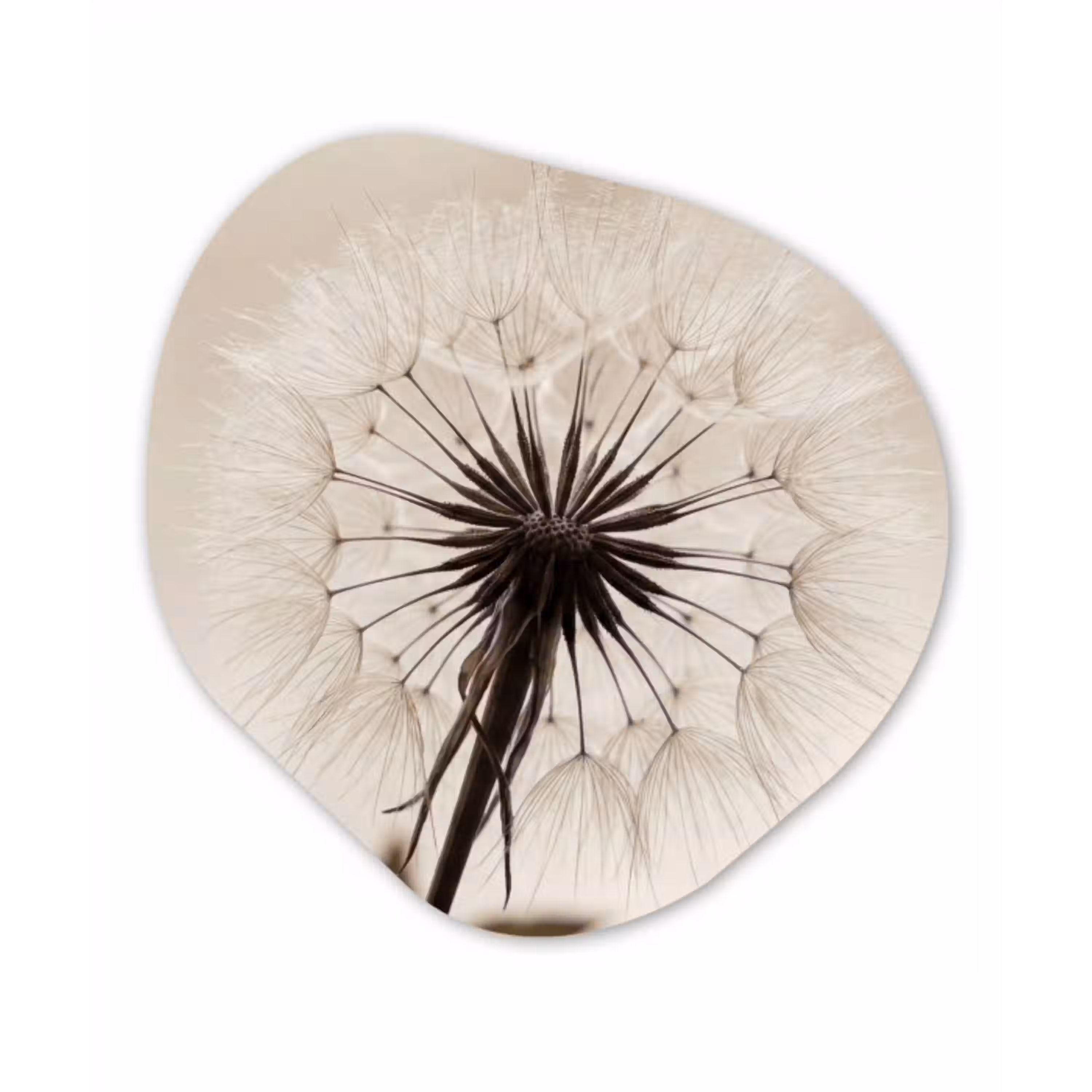 Paardenbloem - Minimalistisch - Wit Wandcirkel Organisch Aluminium middel -3d