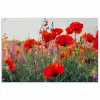 Klaproos - Bloemen - Rood - Paars - Weide poster papier klein -3d