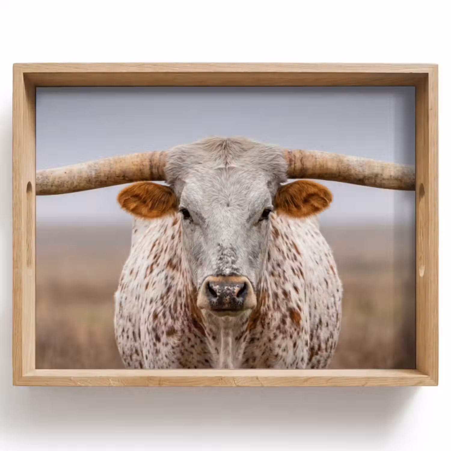 Dienblad - Longhorn - Grasveld - Dier