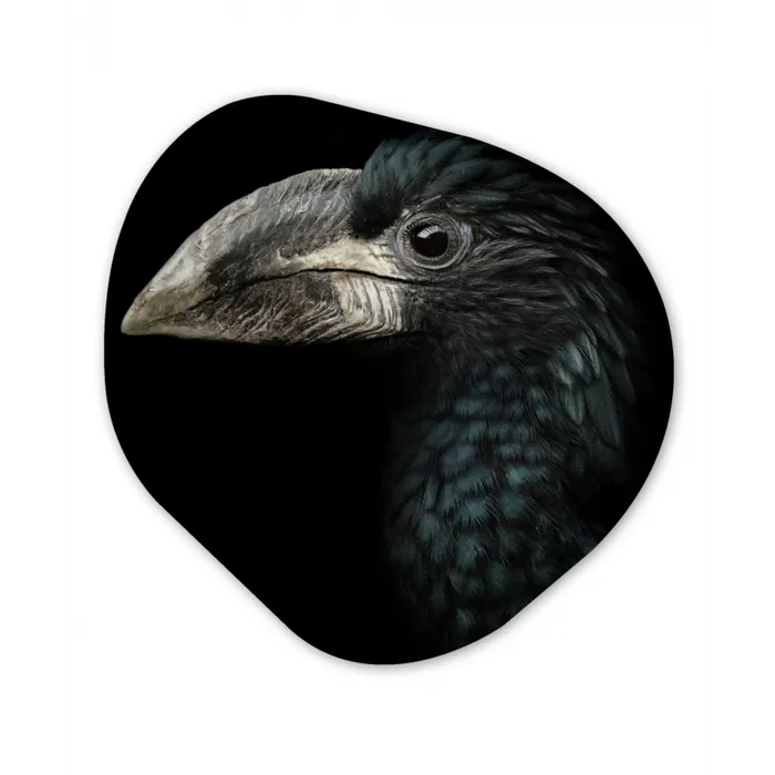 Vogel - Portret - Neushoornvogel - Zwart - Dieren Wandcirkel Organisch Forex 3mm klein -3d