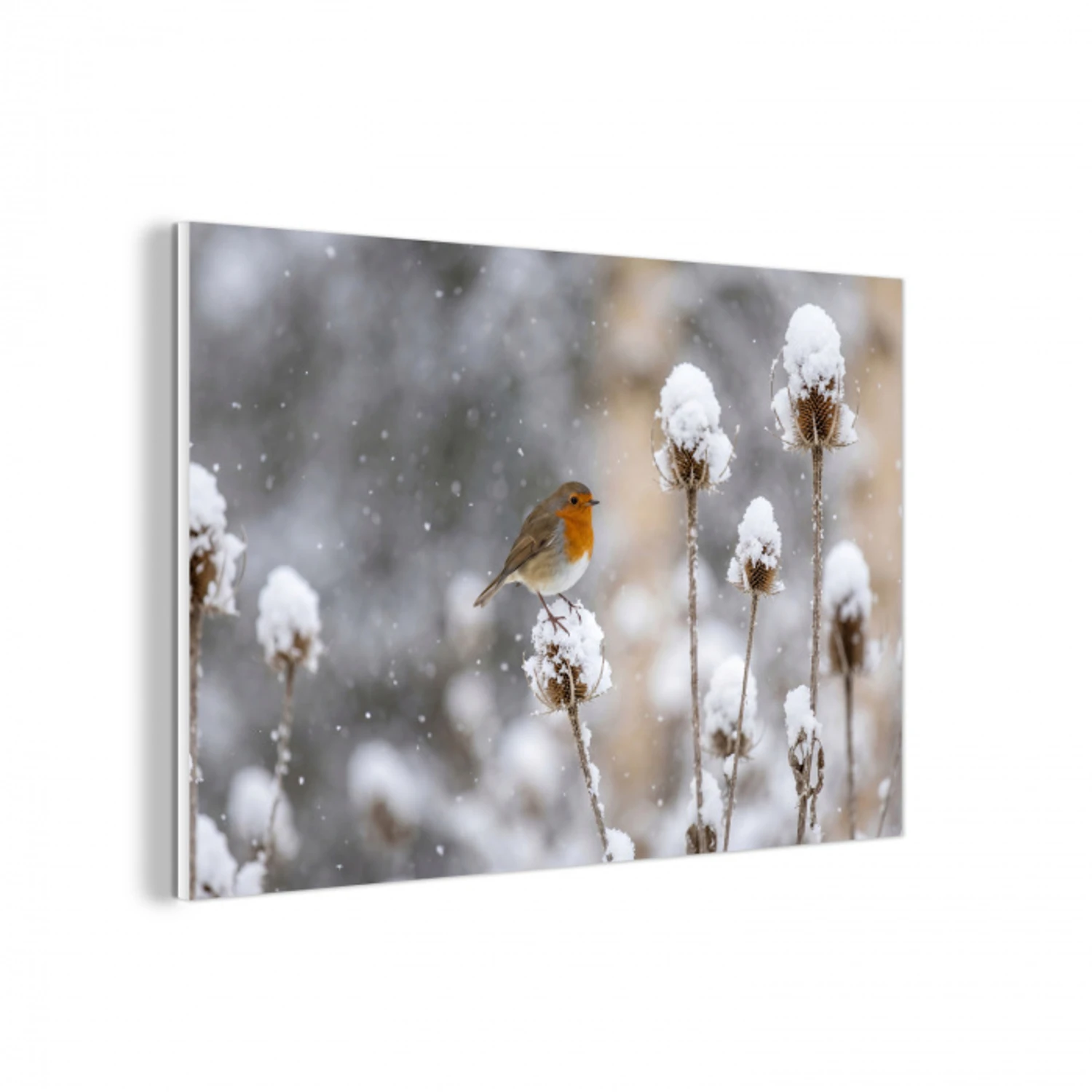 Roodborstje - Gedroogde bloem - Sneeuw - Winter - Vertederend forex 5mm xxl -3d