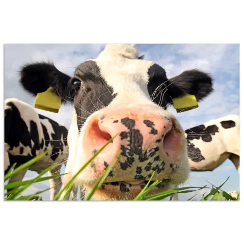 Koe - Boerderij - Gras - Dieren poster papier klein -3d