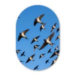 Zwaluwen - Vliegen - Blauw Wandcirkel Ovaal Aluminium middel -3d