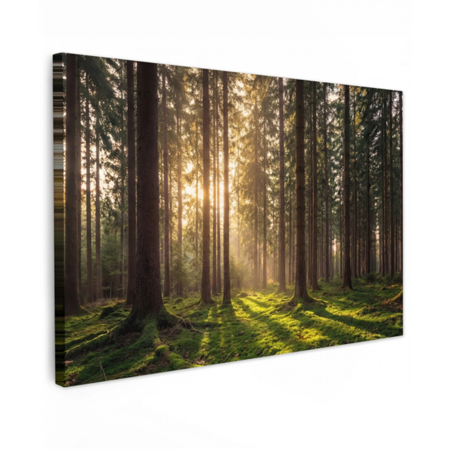 Bos - Gras - Zonlicht Tuinposter op houten frame 2 cm dik klein -3d