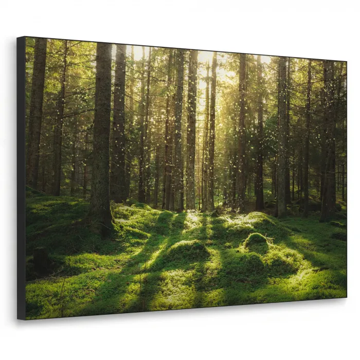 Bomen - Bos - Mos - Planten - Zon - Natuur Textielframe - compleet frame klein -3d