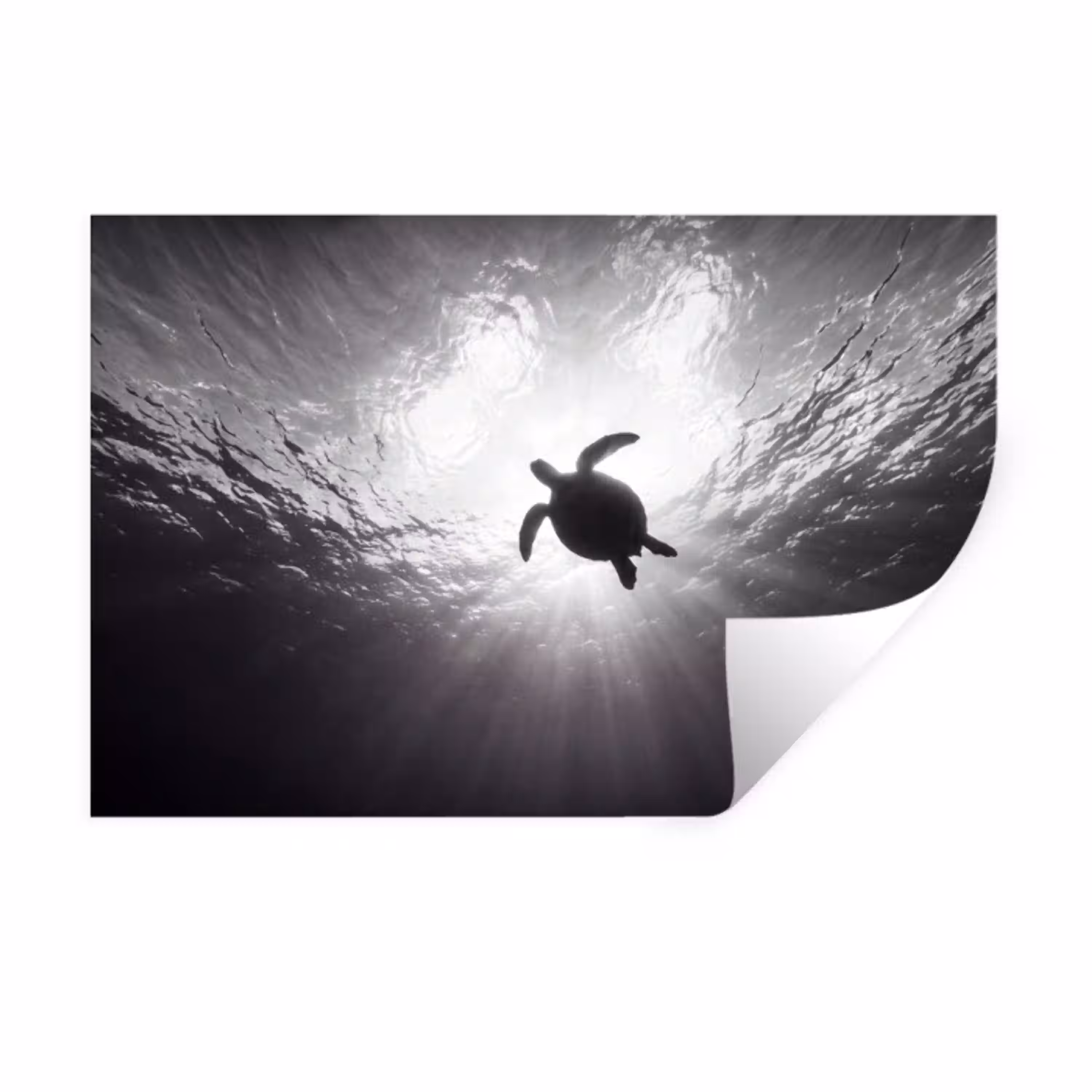 Schildpad - Onderwater - Lichtstralen - Oceaan - Zwart-wit Muursticker klein -3d