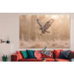 Buizerd - Roofvogel - Natuur - Bruin forex 5mm xxl -woonkamer