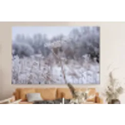 Schermbloem - Rijp - Kristallen - Winter - Delicaat forex 5mm xxl -bovenbank