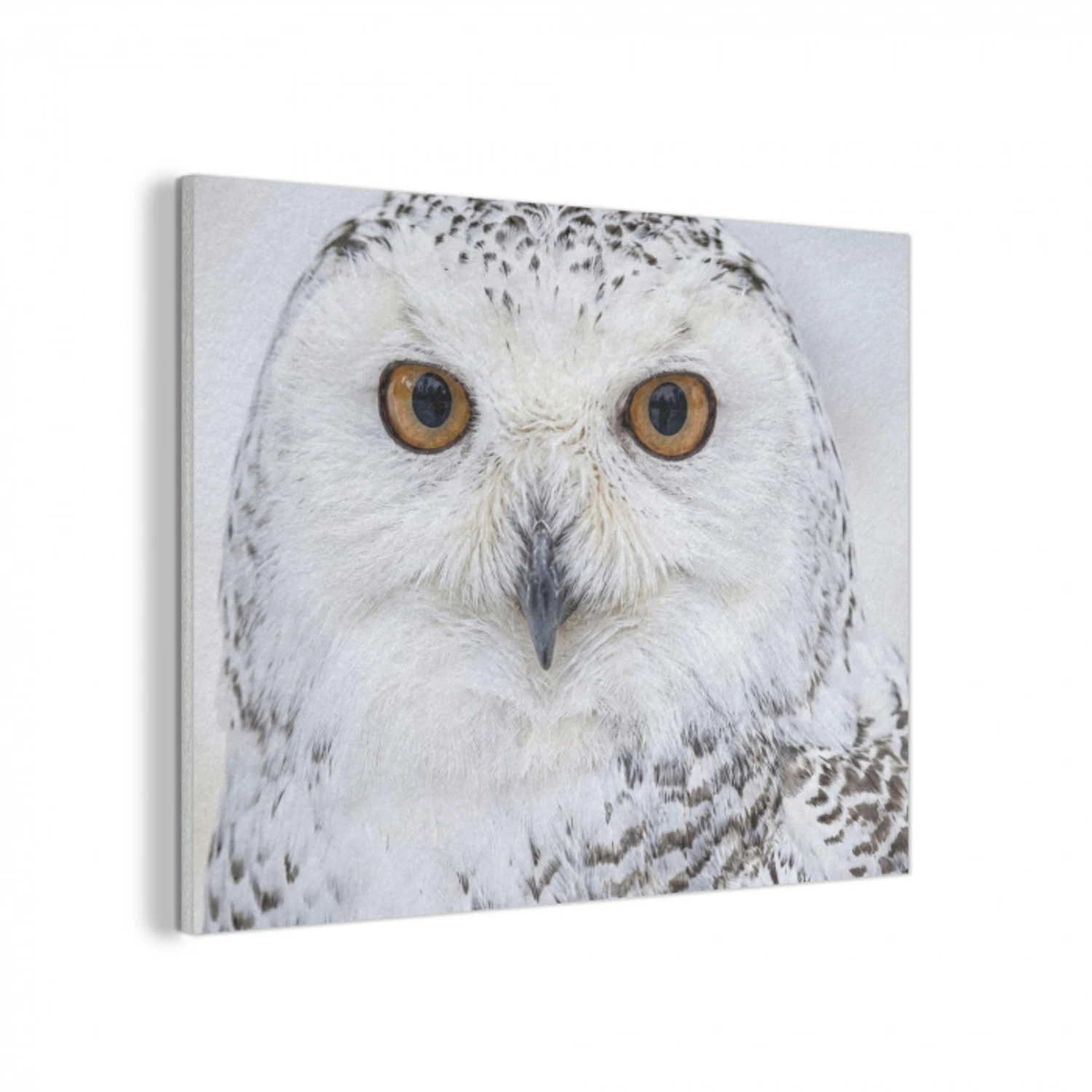 Sneeuwuil - Oog - Wildlife - Wit PET vilt klein -3d