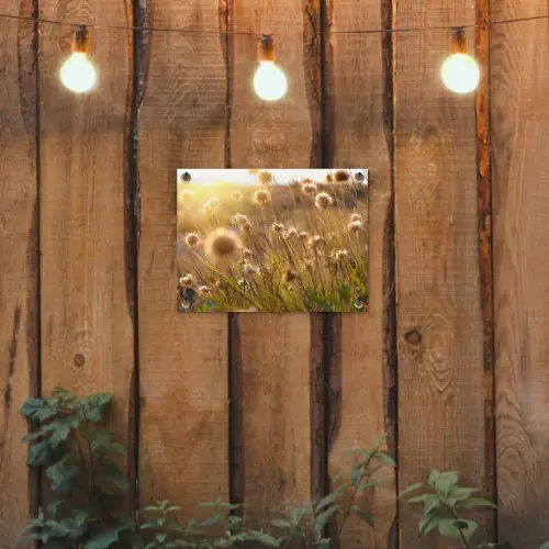 Verlichte zaadhoofden in de avondzon tuinposter los doek klein -sfeer1