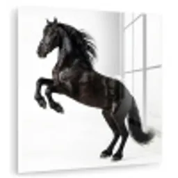 Zwart - Paard - Portret plexiglas 5mm klein -zzzproduct_nieuw