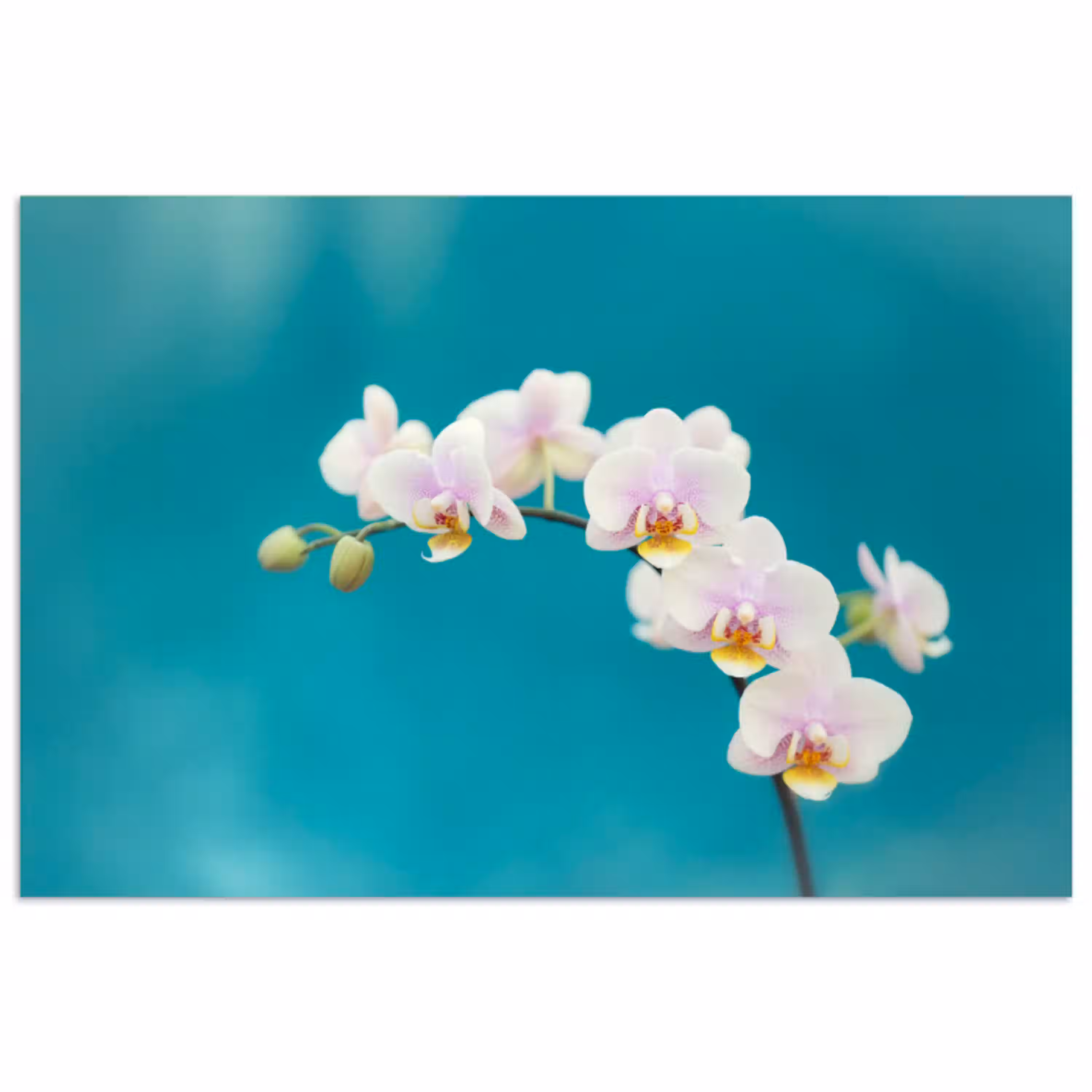 Orchidee - Bloemen - Plant - Wit - Paars poster papier klein -3d