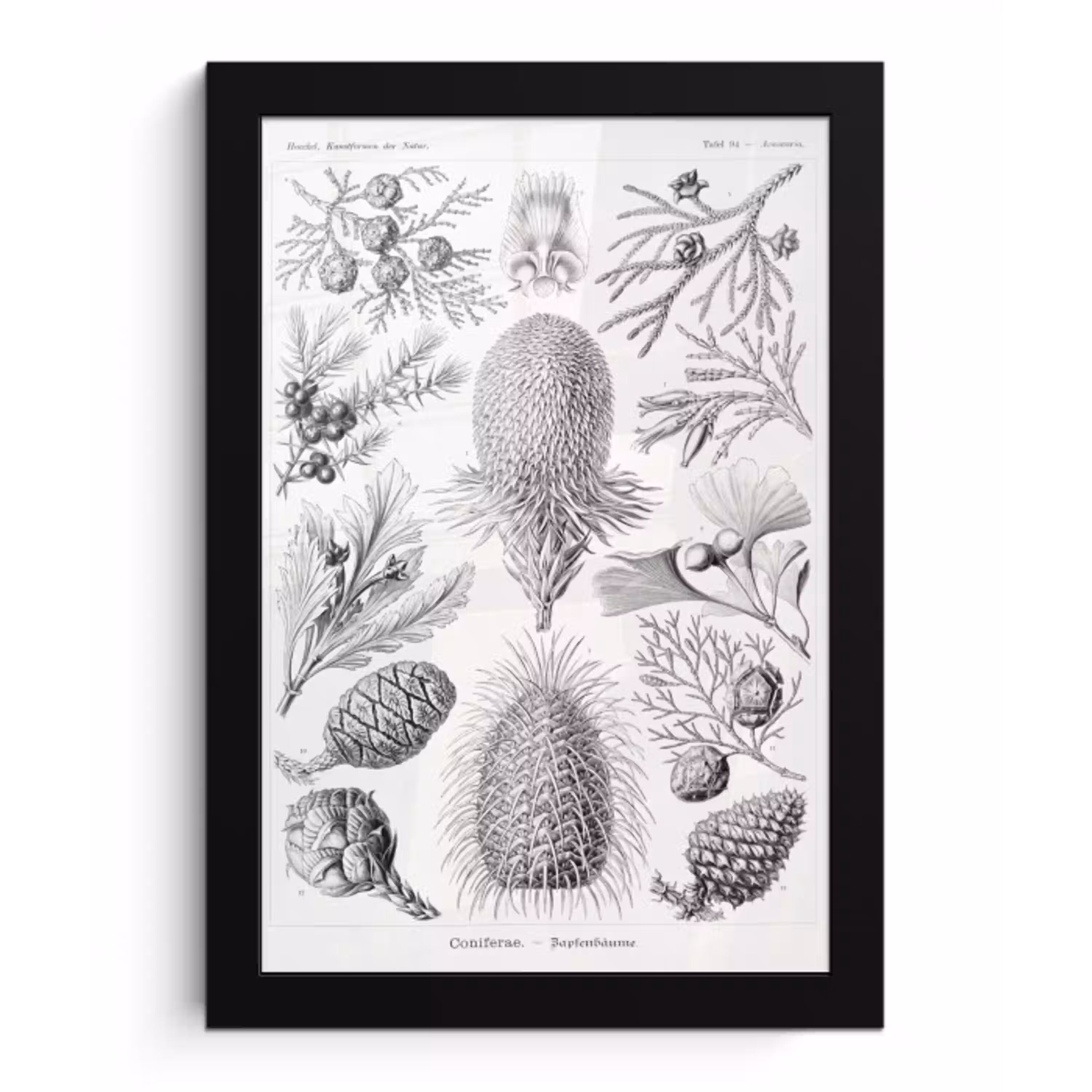 Coniferen - Ernst Haeckel - Kunst - Retro - Illustratie - Natuur fotolijst zwart zonder passe partout klein -3d