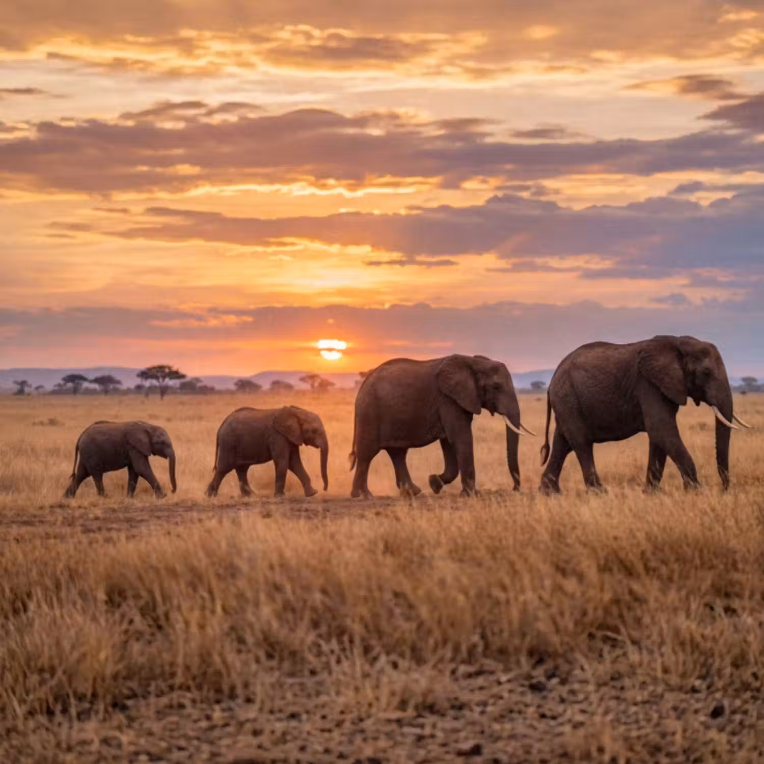 Tapete - Elefanten - Savanne - Sonnenuntergang - Afrika - Warm