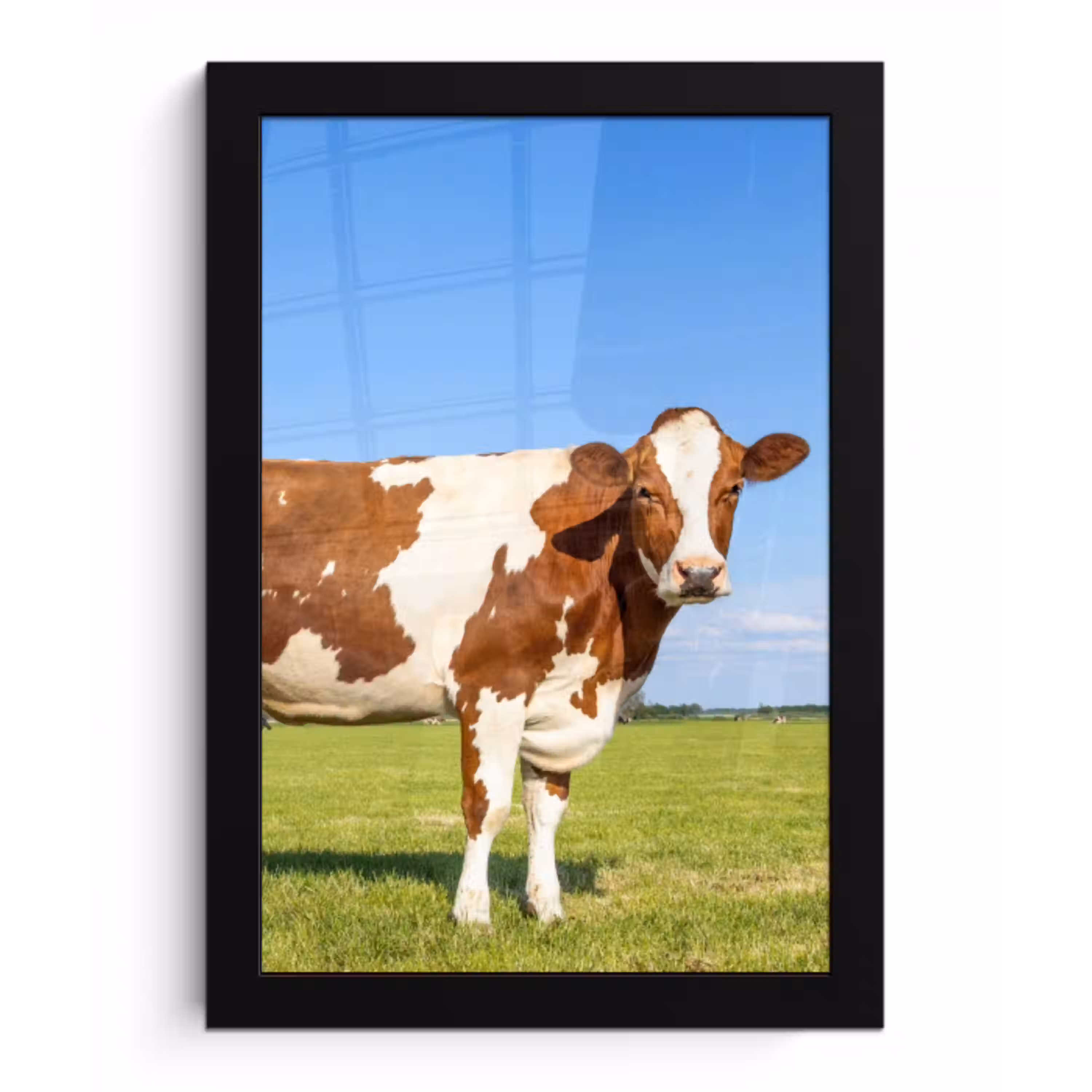 Koeien - Boerderij - Gras- Natuur - Dieren fotolijst zwart zonder passe partout klein -3d