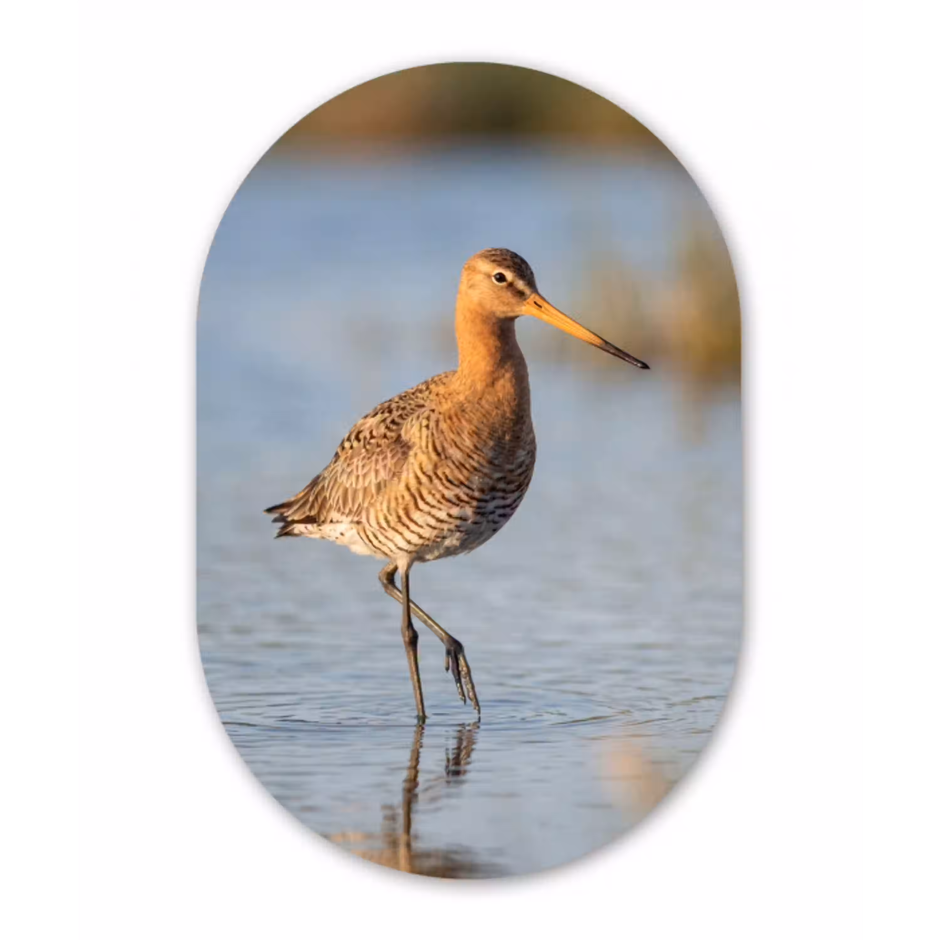 Vogel - Steltloper - Water - Natuur Wandcirkel Ovaal Aluminium middel -3d