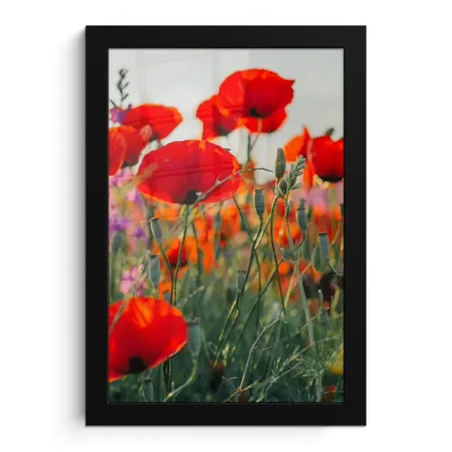 Klaproos - Bloemen - Rood - Paars - Weide fotolijst zwart zonder passe partout klein -3d
