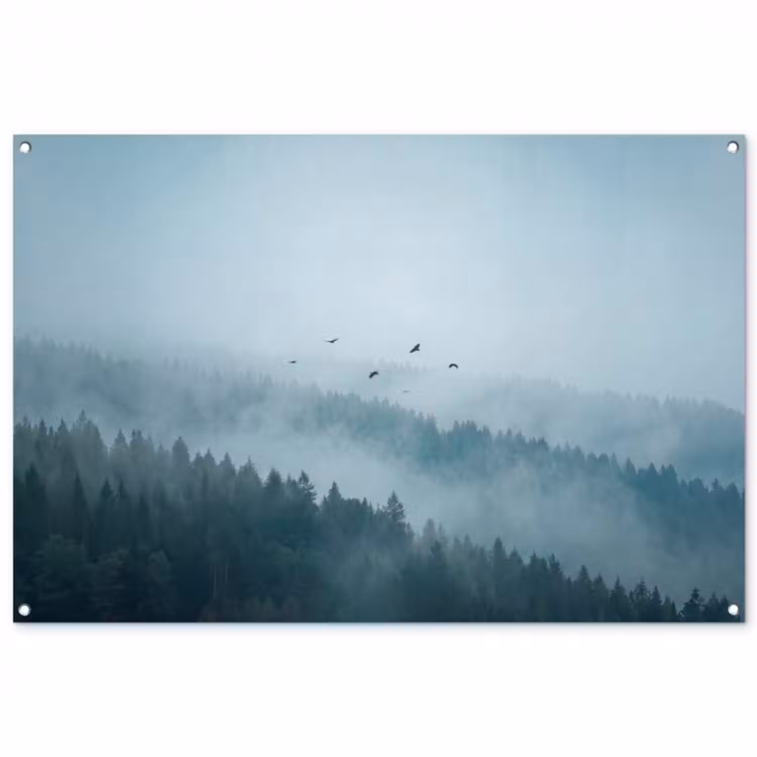 Gartenposter - Wald – Nebel – Vögel – Natur – Grün