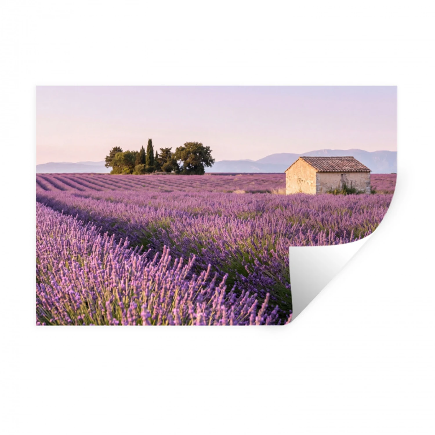 Lavendel - Landschap - Sereen - Paars Muursticker klein -3d