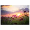 Bloemen - Roze - Zonsondergang - Natuur - Weide - Horizon poster papier klein -3d