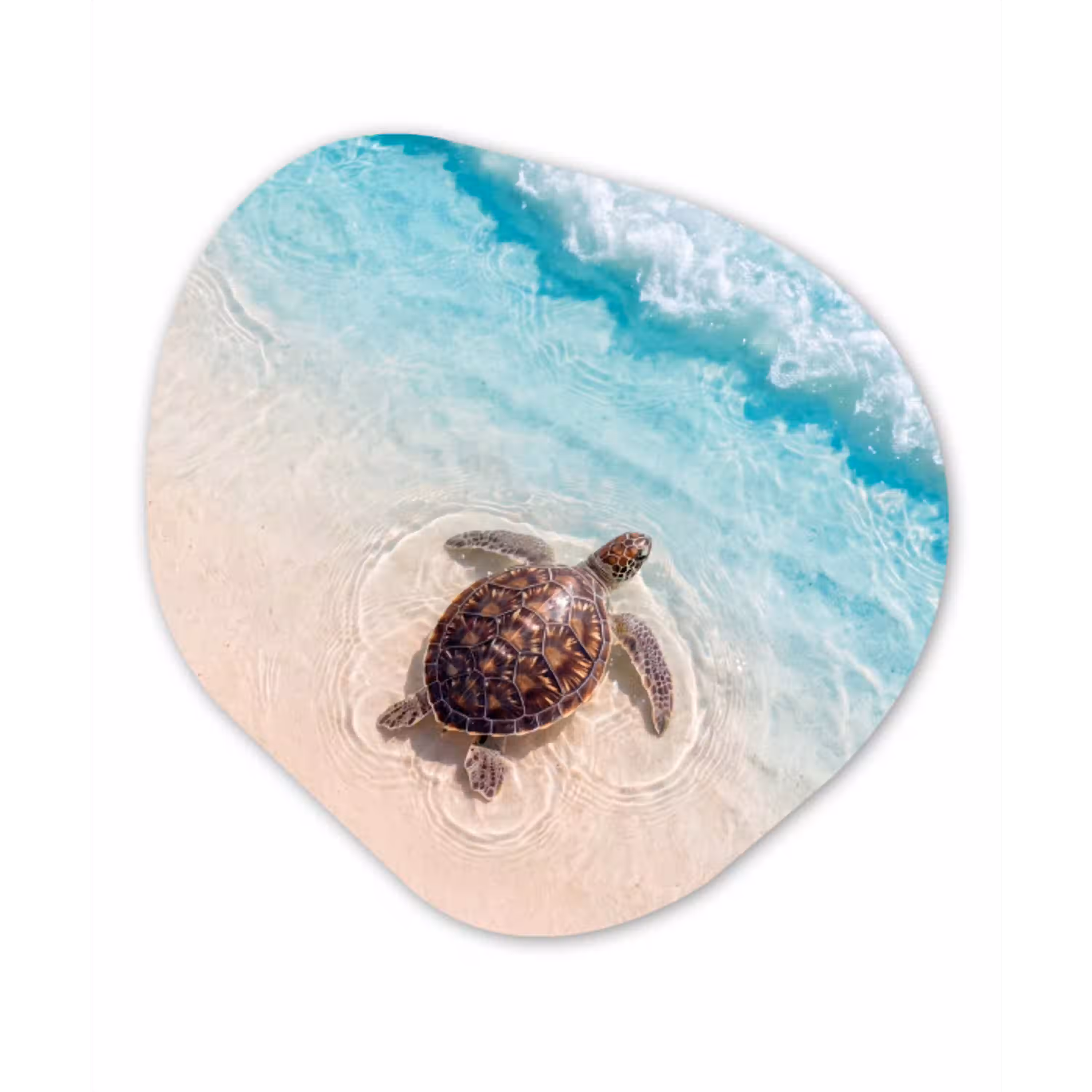 Schildpad - Helder water - Strand - Dieren - Natuur Wandcirkel Organisch Aluminium middel -3d