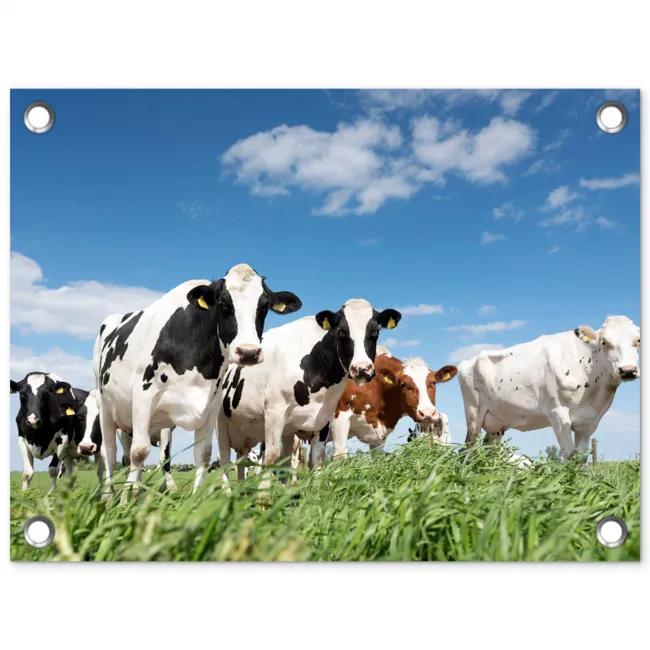 Koeien in de weide tuinposter los doek klein -3d