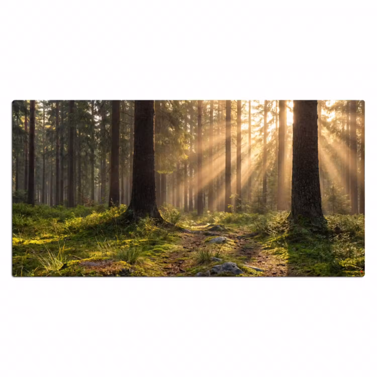 Schreibtischunterlage - Wald - Sonnenlicht - Gras