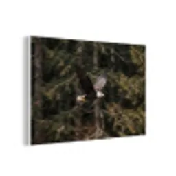 Zeearend - Vliegen - Bos - Natuur forex 5mm xxl -3d