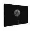 Paardenbloem - Zwart - Bloemen - Botanisch canvas 2cm klein -z3d