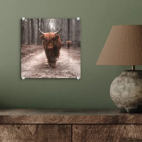 Schotse hooglander - Bos - Koe - Dieren - Natuur plexiglas 5mm klein -sfeer3