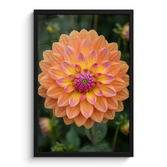 Poster met lijst - Dahlia - Bloem - Oranje