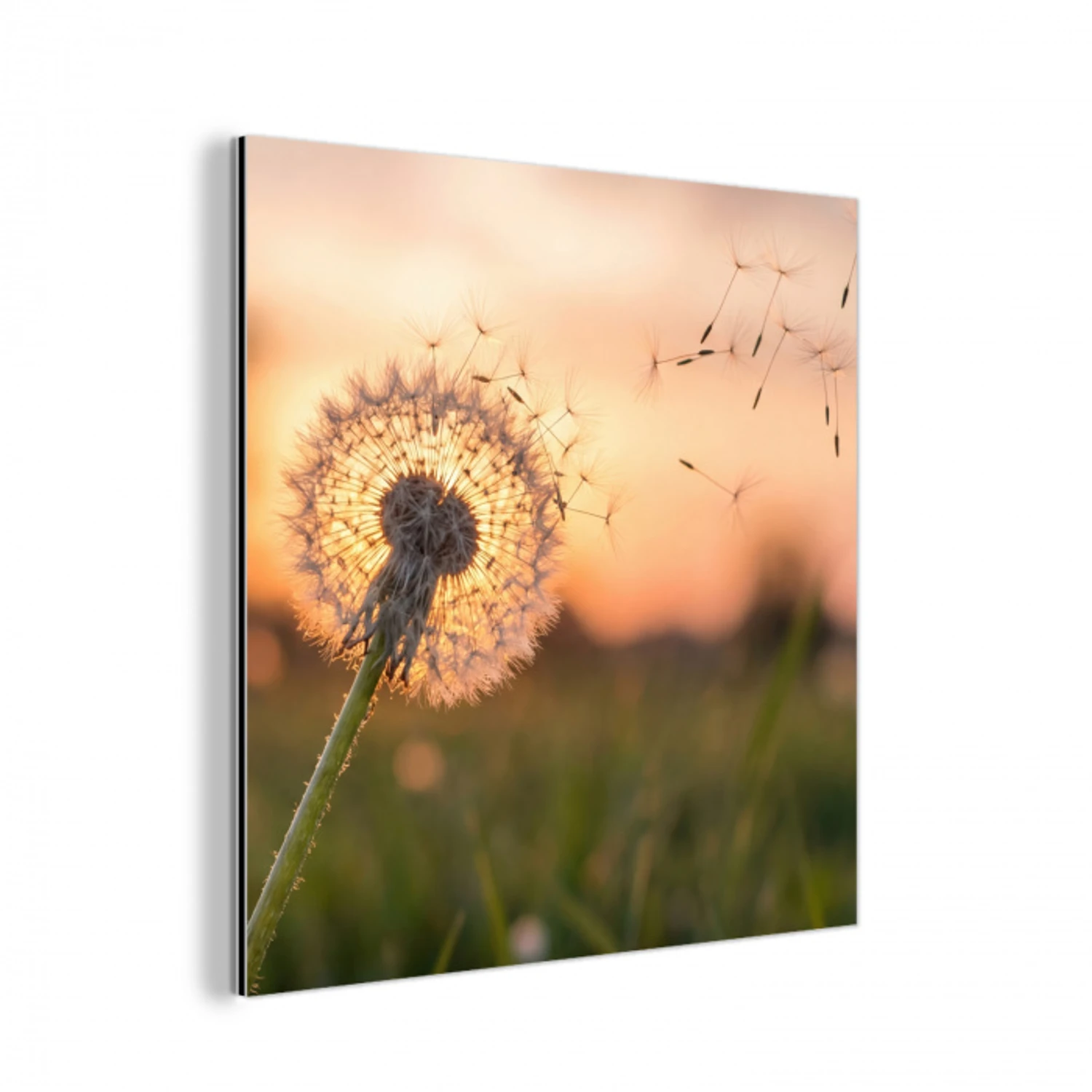 Paardenbloem - Zonsondergang - Veld aluminium wit klein -3d