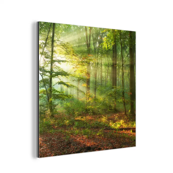 Zon - Bos - Bomen - Natuur - Herfst aluminium wit klein -3d
