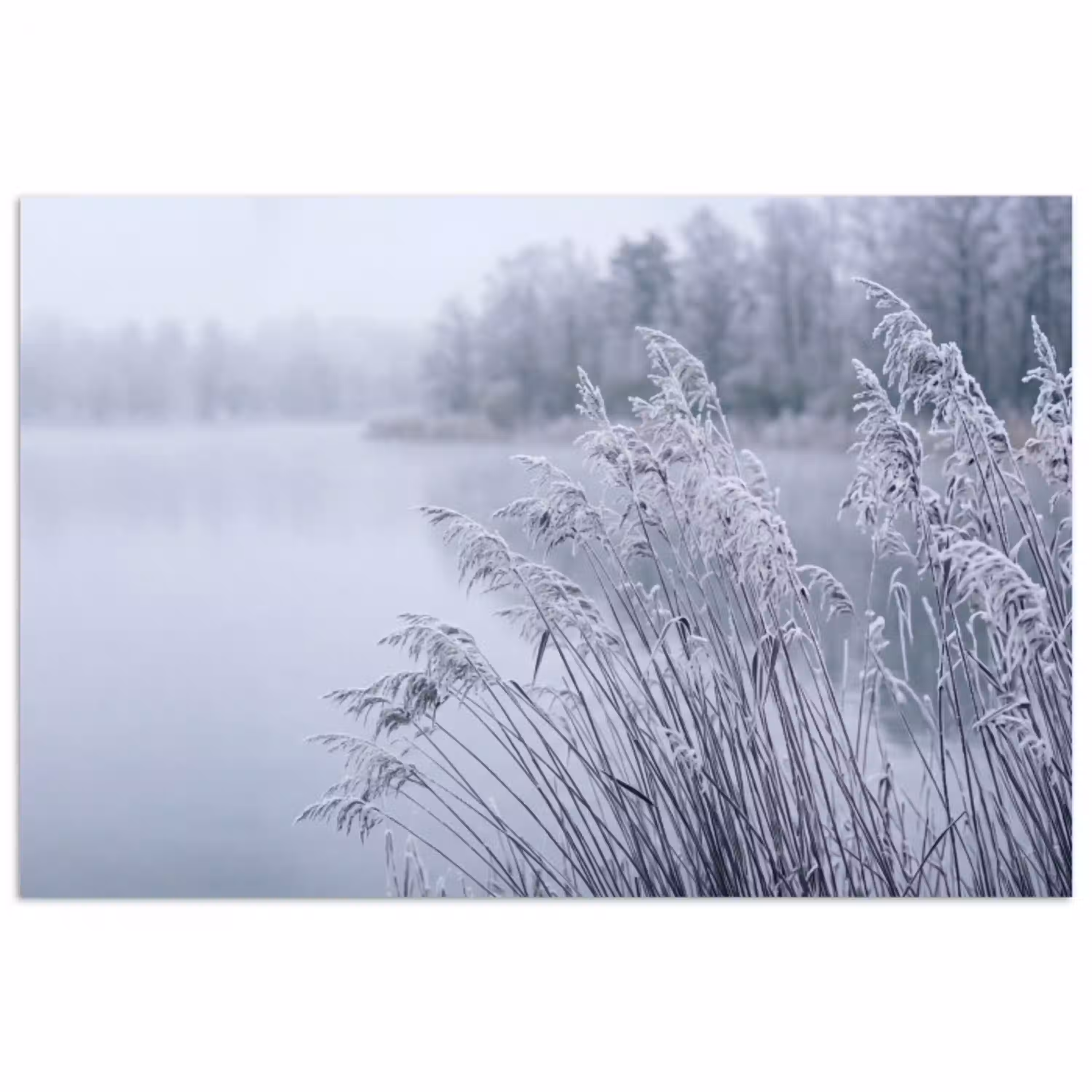 Riet - Bevroren - Winter - Natuur poster papier klein -3d