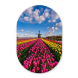 Tulpen - Holland - Molen - Kleurrijk Wandcirkel Ovaal Forex klein -3d