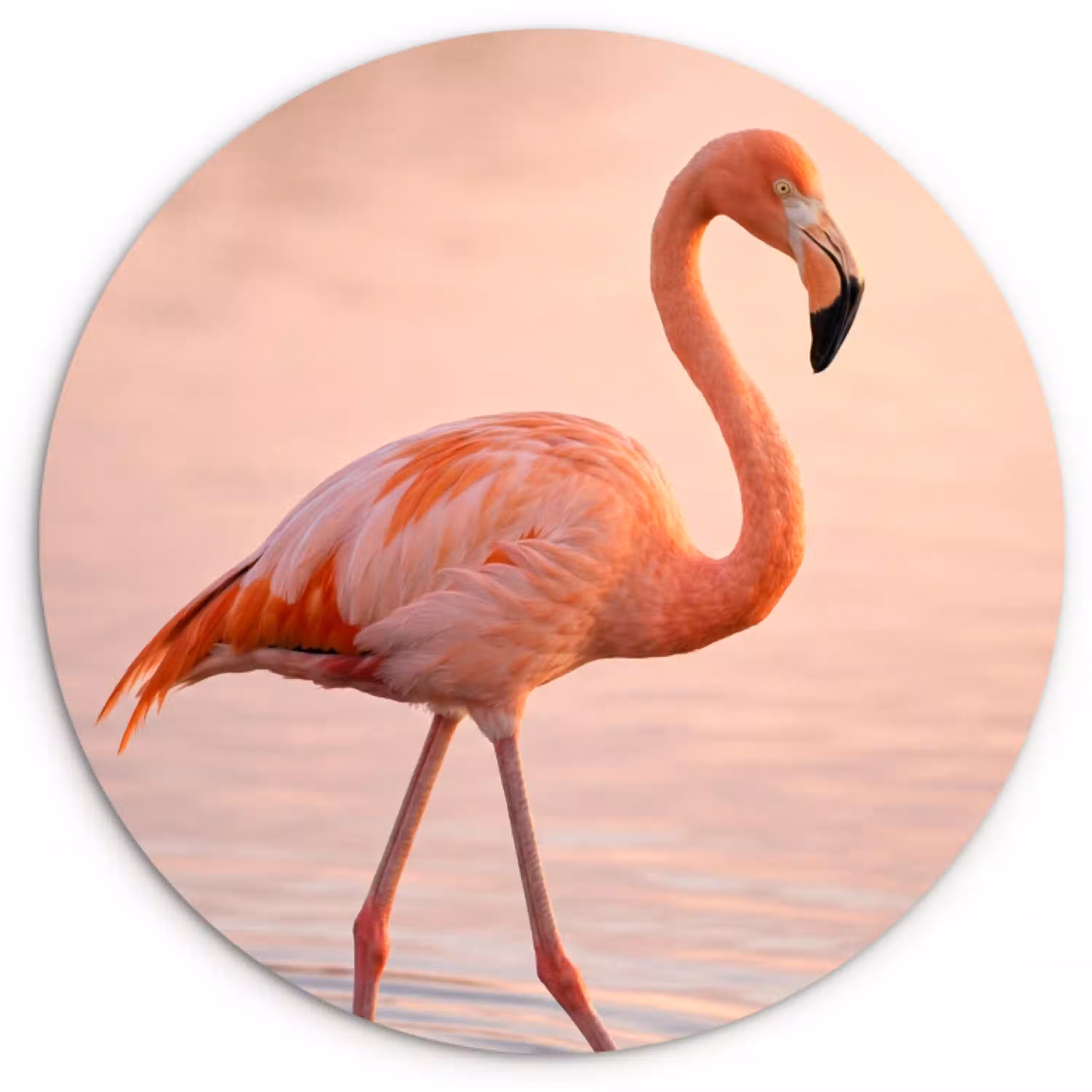 Flamingo - Water - Roze Wandcirkel kunststof plaat 5mm dik klein -3d