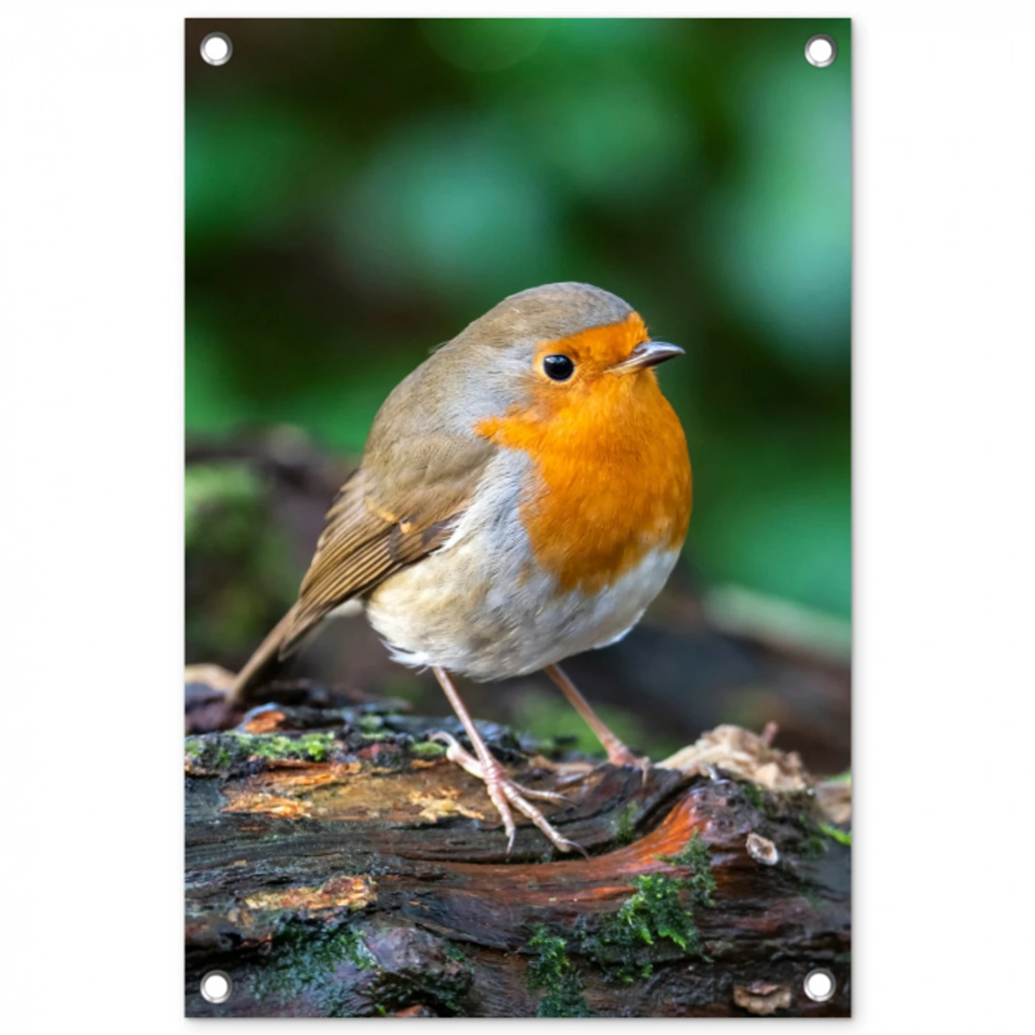 Roodborstje op een Boomstam tuinposter los doek klein -3d