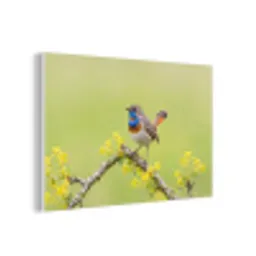 Vogel - Tak - Natuur - Kleurrijk forex 5mm xxl -3d