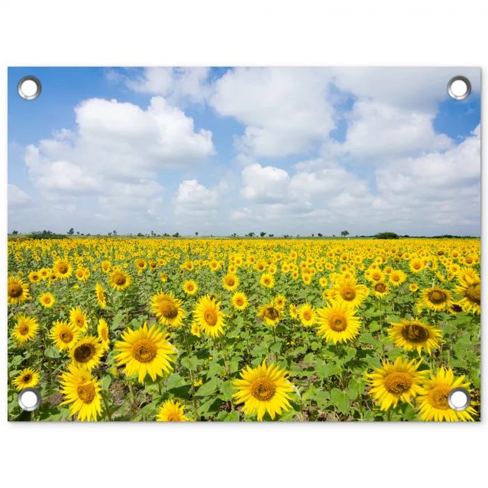 Zonnebloemen - Bloemen - Wolken - Natuur - Geel - Landschap tuinposter los doek klein -3d