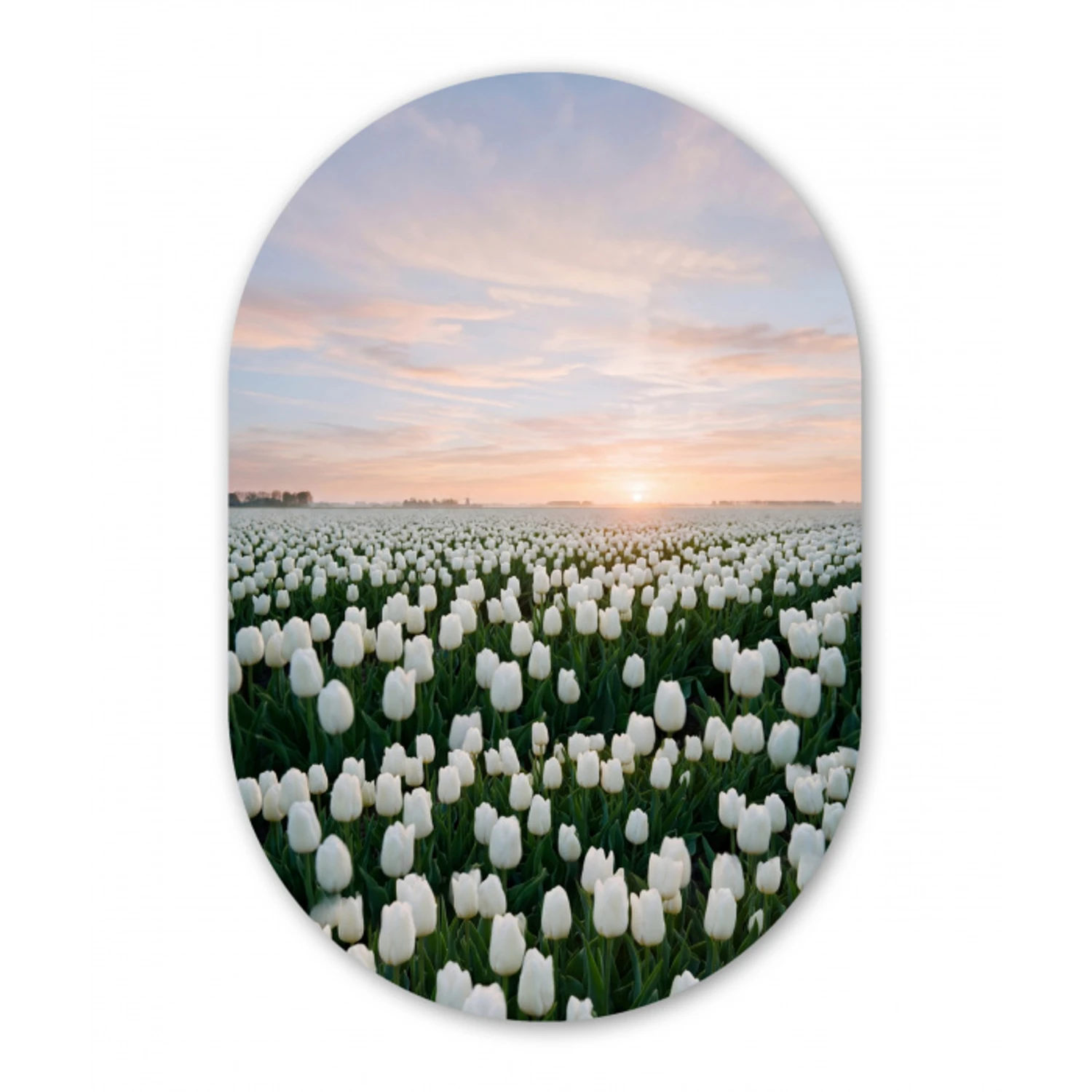 Tulpen - Landschap - Wit Wandcirkel Ovaal Aluminium middel -3d