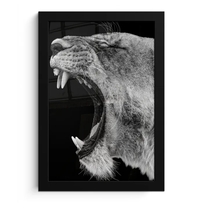 Dieren - Leeuw - Zwart - Wit - Portret fotolijst zwart zonder passe partout klein -3d