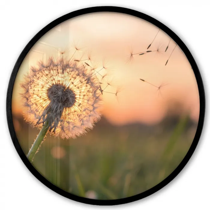 Paardenbloem - Zonsondergang - Veld Fotolijst rond zonder passe partout klein -3d
