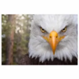 Amerikaans - Zeearend - Portret - Geel poster papier klein -3d