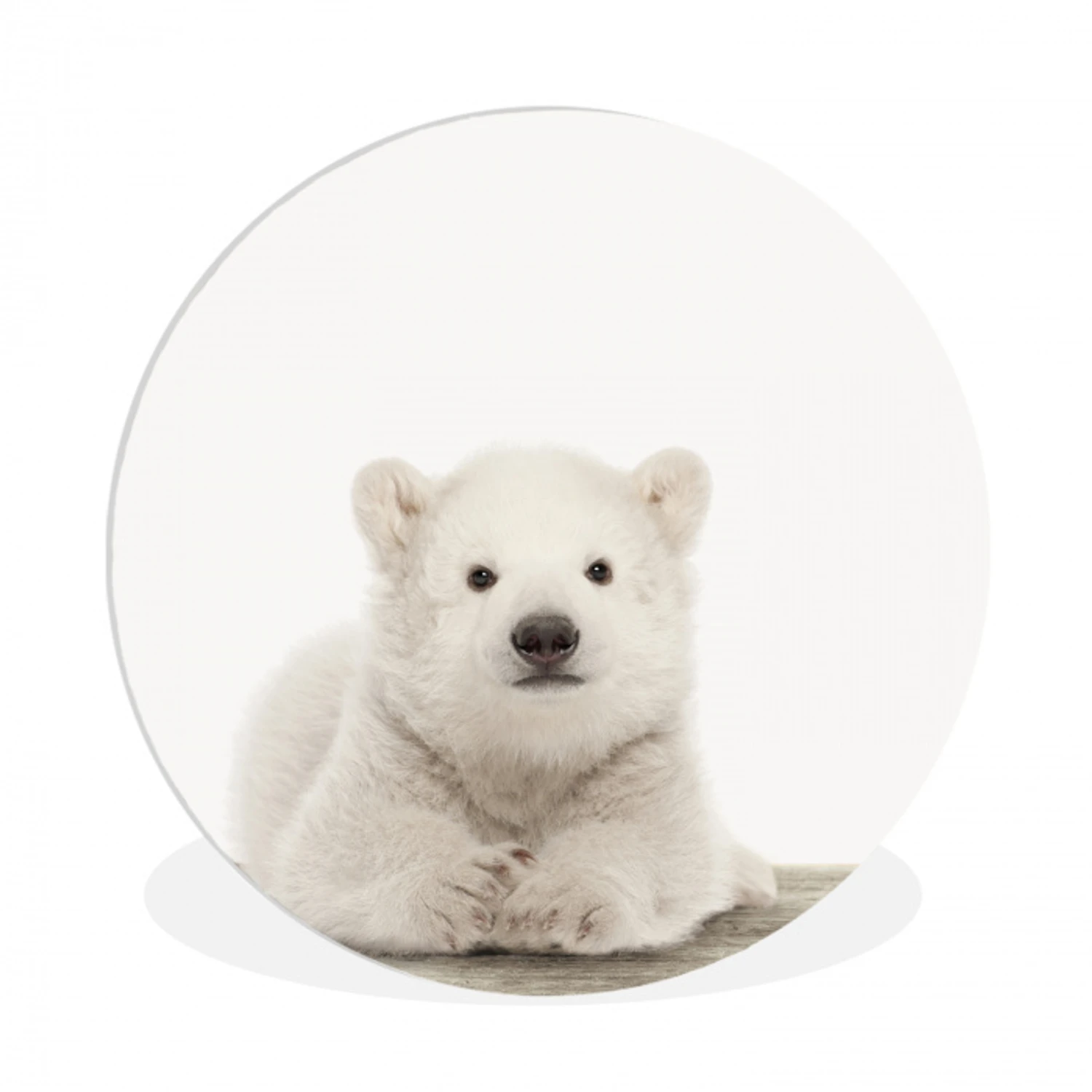 IJsbeer - Dieren - Kinderen - Wit - Jongens - Meisjes Wandcirkel kunststof plaat 5mm dik klein -3d