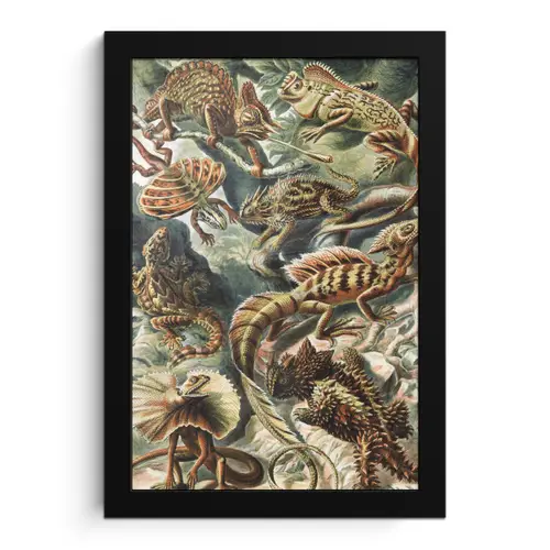 Vintage - Kunst - Ernst Haeckel - Salamanders - Dieren fotolijst zwart zonder passe partout klein -3d