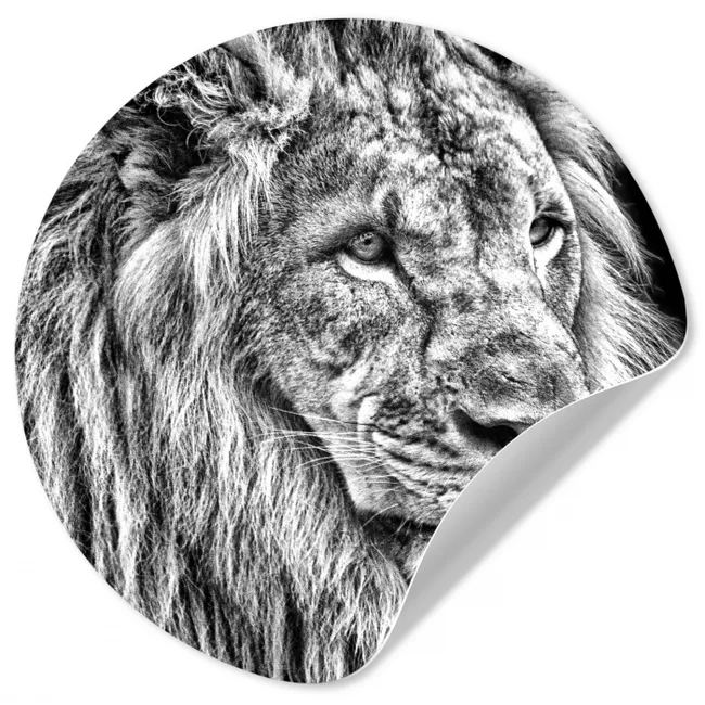 Portret - Leeuw - Zwart wit Wandcirkel behangsticker klein -3d