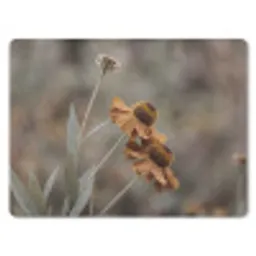 Zonnehoed - Droogbloemen - Geel - Warm muismat rubber klein -3d