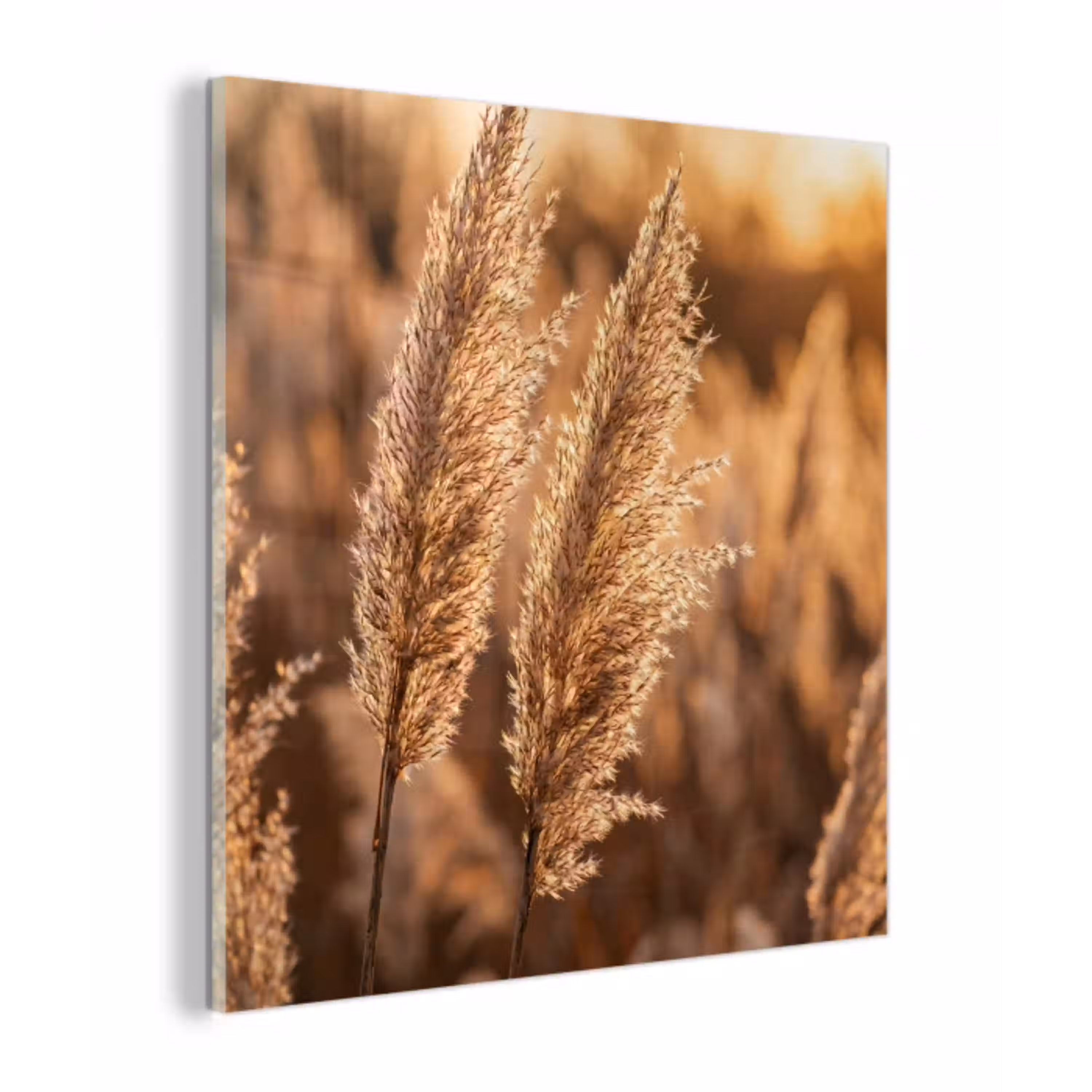 Rietpluimen - Gras - Zonsondergang - Goud - Serene plexiglas 5mm klein -z3d