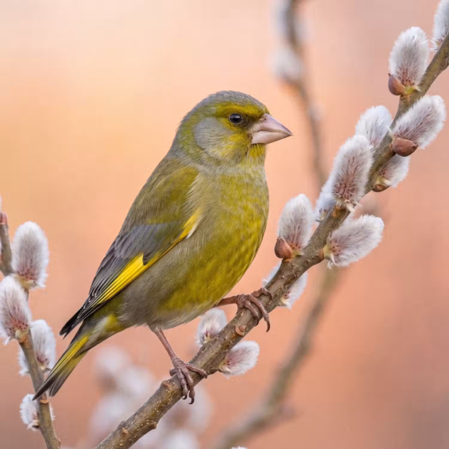 Behang - Groenling - Katjes - Lente - Natuur - Zacht